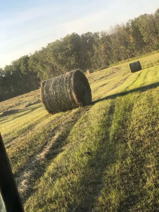 Alfalfa/mixed grass Bales 2025 in Other in Saskatoon - Image 2
