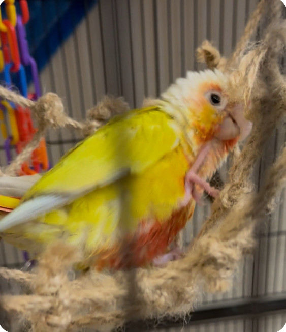 greencheek conures in Birds for Rehoming in City of Toronto - Image 3
