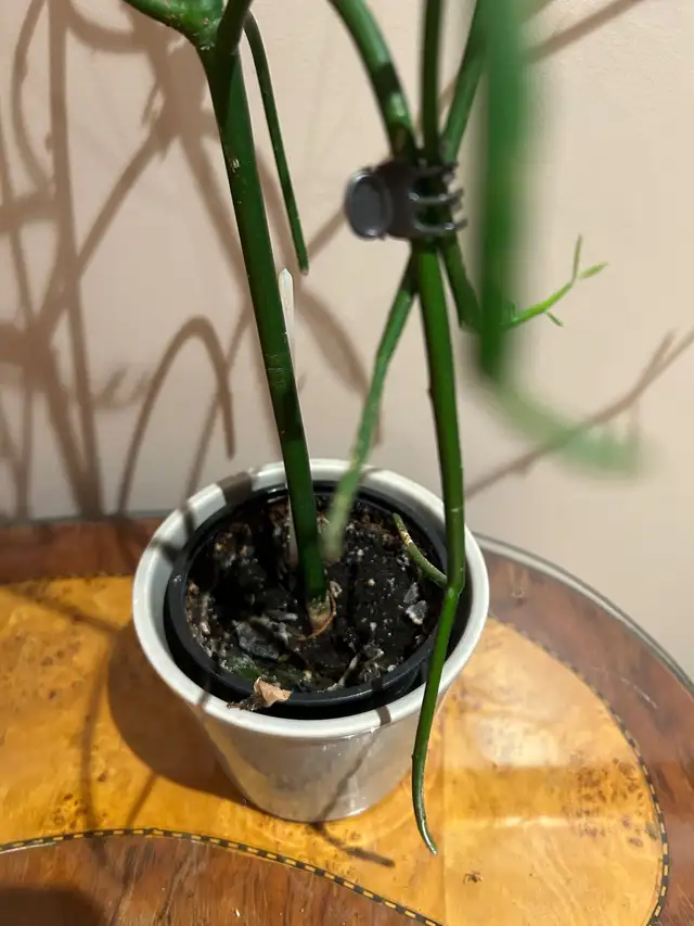 Pencil Cactus plant in Other in City of Toronto - Image 3