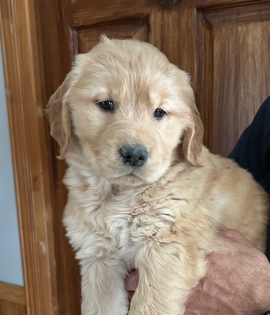 Chiot Golden retriever ... dispo début Juin dans Chiens et chiots à adopter  à Victoriaville - Image 3