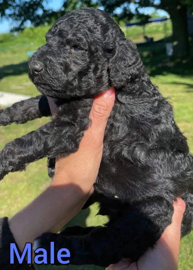 Standard poodle puppies in Dogs & Puppies for Rehoming in Mississauga / Peel Region - Image 6