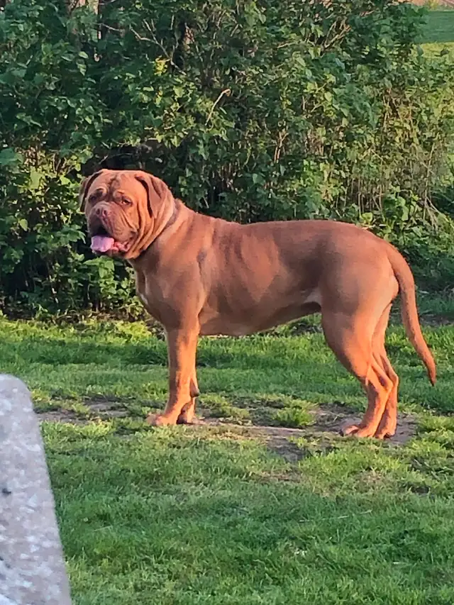 Adorable Mastiff/Bulldog Puppies in Dogs & Puppies for Rehoming in Stratford - Image 6