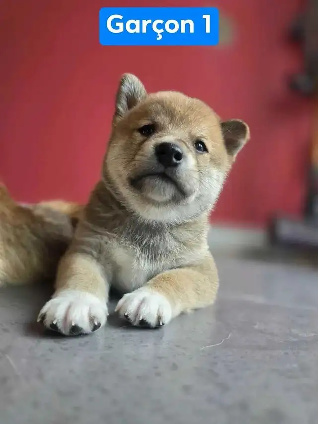 Shiba inu reste 1 male 1 fem pour reservation in Dogs & Puppies for Rehoming in Drummondville - Image 5