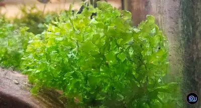 Subwassertang 'Round Pellia' Moss, View more