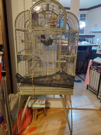 Cockatiel mâle avec sa belle cage.