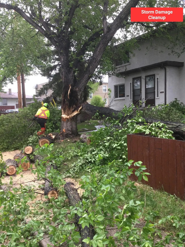 Tree•Serve - Tree Care in Lawn, Tree Maintenance & Eavestrough in Calgary - Image 4