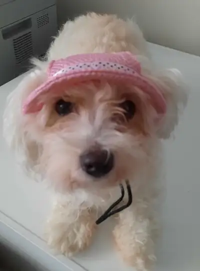 I have a lovely little Maltese / Bichon puppy to rehome. She is quite small and will not get any big...