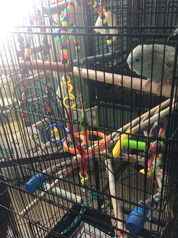 Touis Catherine femelle bleue +cage accessoires nourriture 200