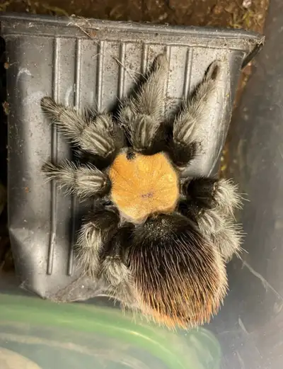 Male and Female red rump tarantulas available Breeding age Trade or Sale $250 Or Trade for frozen ra...