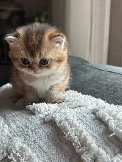 Beautiful British Shorthair Kittens Available, View more