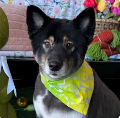 Shiba Inu/Collie Dog, View more