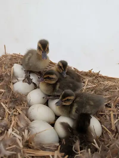 Hello, I have 4 ducklings that hatched on May 29th/30th. The hen is a hatchery quality Indian Runner...