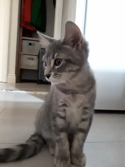2 cute kittens looking for a new home, View more