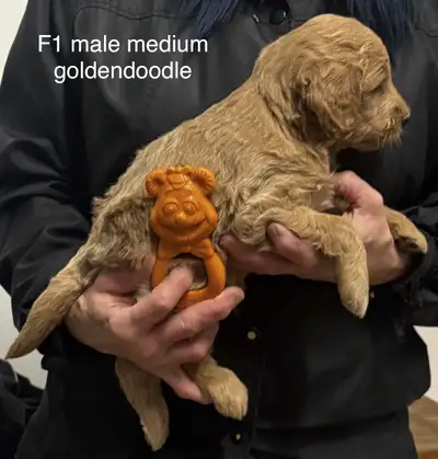 ❤️F1 medium and F1B mini goldendoodle pups ready for home December. F1B mini and small / medium auss...