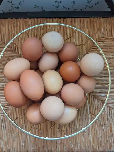 Free range chicken eggs Duck eggs available as well ($7) Pickup in Wellesley