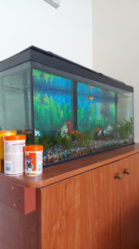 Fish Aquarium+All Supplies (Lights, Filter, Food, etc.) for $100
