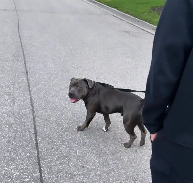 !!!!! 4 year old male beautiful dog !!!!!  (URGENT) in Dogs & Puppies for Rehoming in Markham / York Region - Image 4