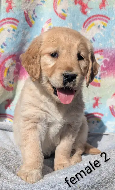 Golden retriever puppies, View more