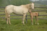 Unique Quarter Horse