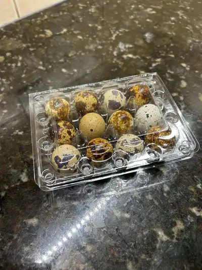 Jumbo Coturnix Quail Eggs , View more