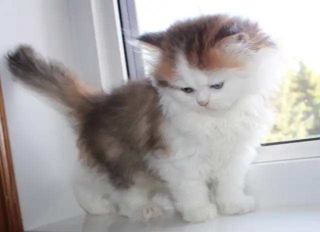 Rare Teddy Bear Kittens (British Longhair) in Cats & Kittens for Rehoming in Winnipeg - Image 6