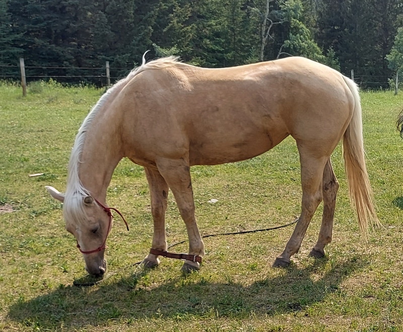 12 year old 15.2 Palomino Mare for sale Horses & Ponies for Rehoming