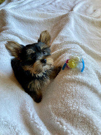 Adorable PURE Yorkie Puppies for Sale