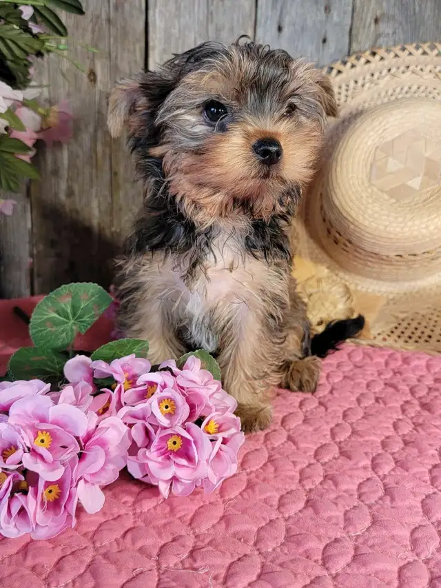 Chiot Yorkshire et chiot Morkie  in Dogs & Puppies for Rehoming in Longueuil / South Shore - Image 3
