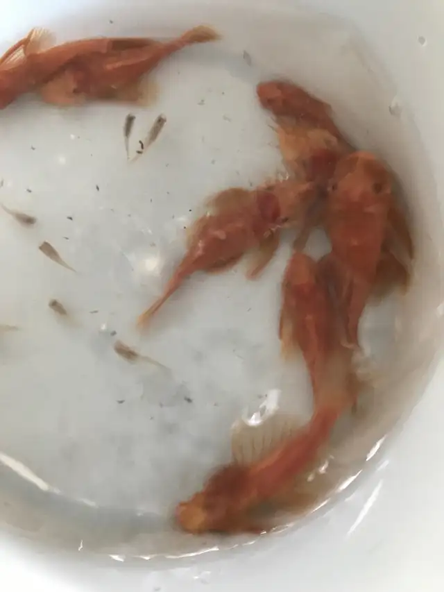 Adult Red BN in Fish for Rehoming in Woodstock - Image 3