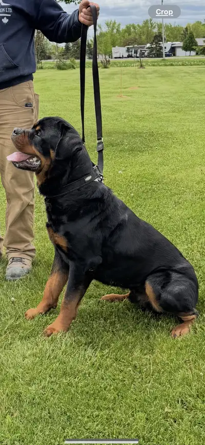 Rottweiler puppies German blood line, View more