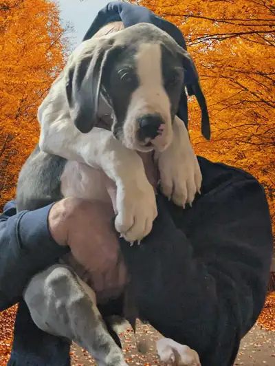  Chiots Grand Danois Européens à vendre, View more