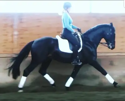 Breeding Doses for Warmblood Stallion, View more