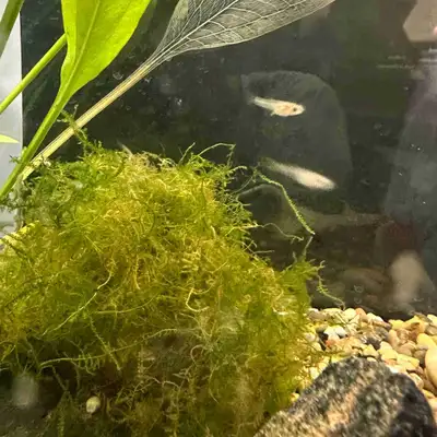 Assorted Guppy Fry , View more