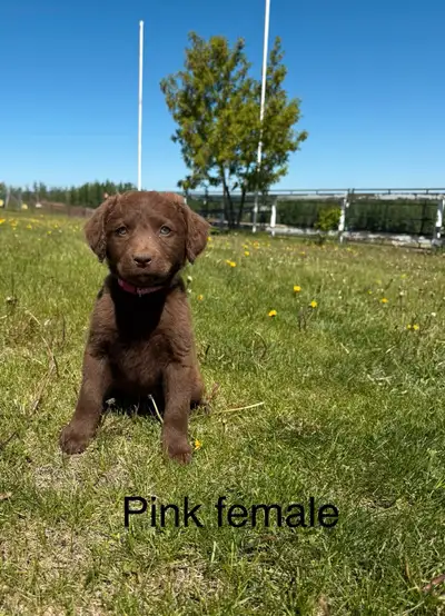 7 Chesapeake bay retriever pups ready to go June 3rd. All pups have had their vet check, first vacci...