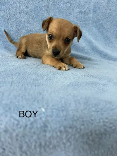 MORE COMING SOON,for faster reply you can call or Tex at 519-871-6670.I have chihuahua x toy fox ter...