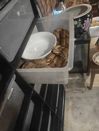 Boa Constrictors, View more