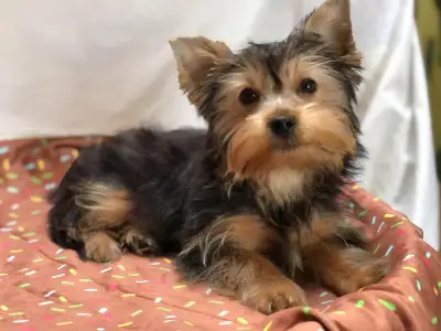 Purebred Yorkshire Terrier Puppies – Available for Adoption! We have 2 sweet boys out of a litter of...