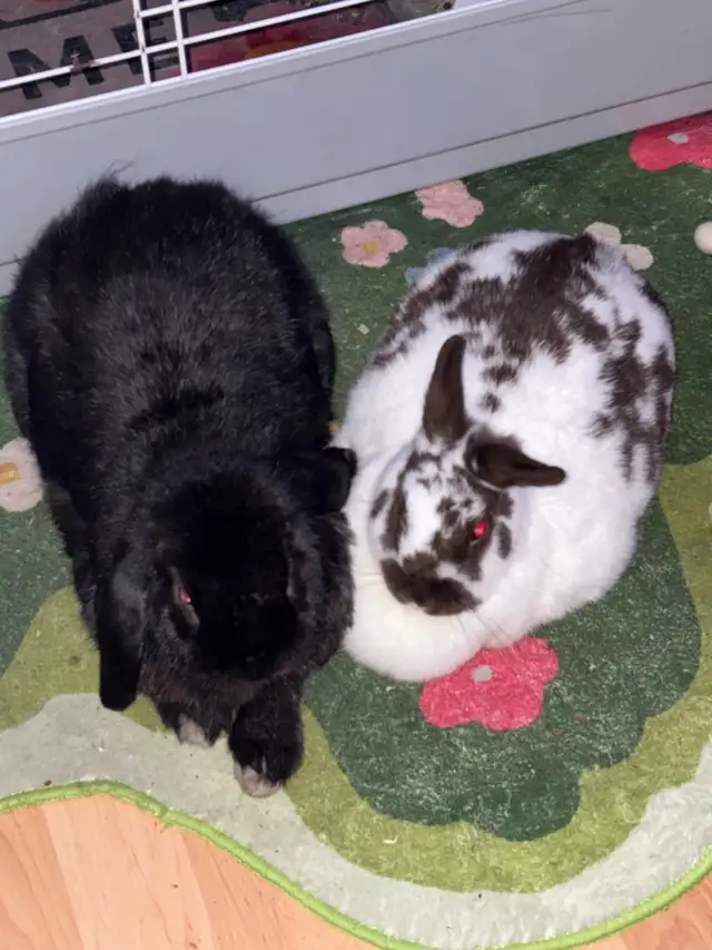 Bonded Bunnies in Small Animals for Rehoming in Oshawa / Durham Region - Image 3
