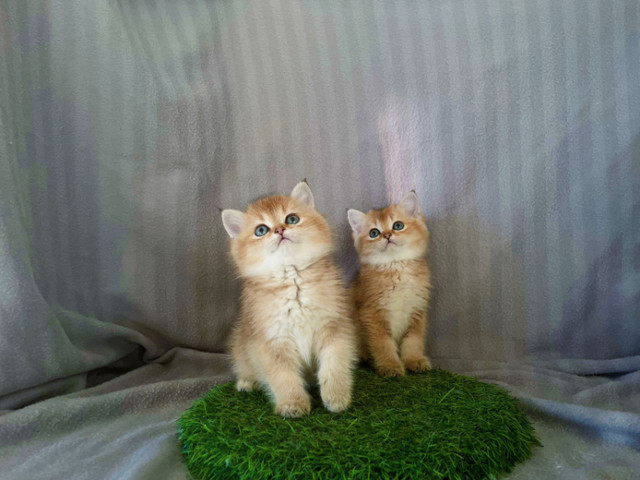 Registered Golden shaded British Shorthair in Cats & Kittens for Rehoming in Burnaby/New Westminster