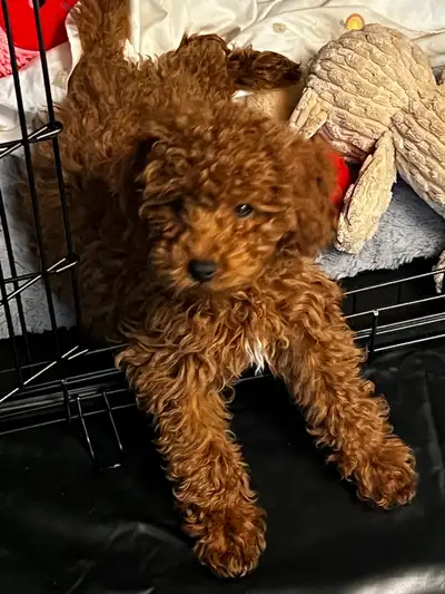 toy poodle for sale , View more