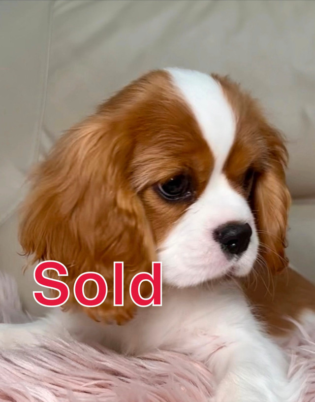 Boy Cavalier King Charles Spaniel, European registration in Dogs & Puppies for Rehoming in Markham / York Region
