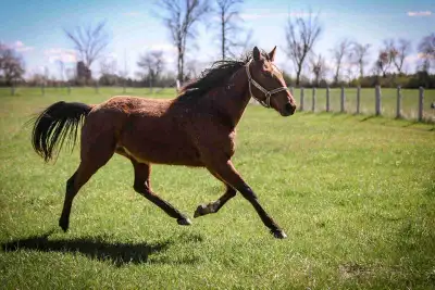 5 year old Standardbred mare, View more