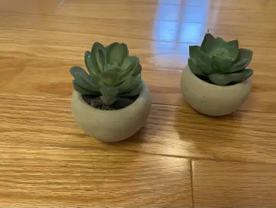 Cactus Plants, View more