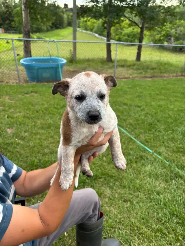 Heeler puppies in Dogs & Puppies for Rehoming in St. Albert - Image 5