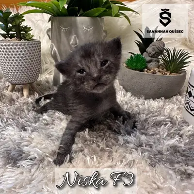 Chatterie Savannah Québec Niska est une magnifique femelle savannah F3-C née le 2 mai 2025. Elle ser...