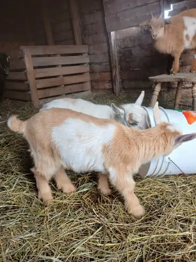 2 Beautiful Nigerian Dwarf Doelings, View more