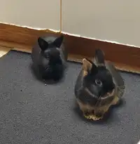 Dwarf Rabbits - Sisters - 8 months old