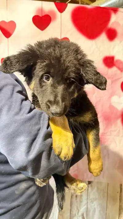 German shepherds, View more