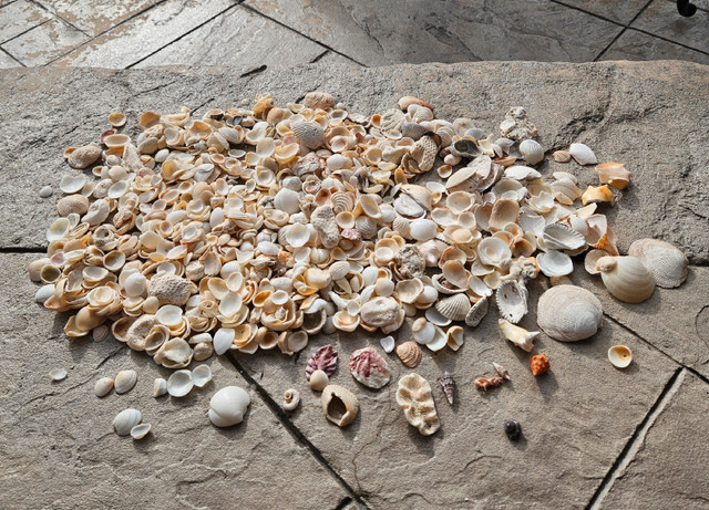 Sea Shells in Hobbies & Crafts in Mississauga / Peel Region