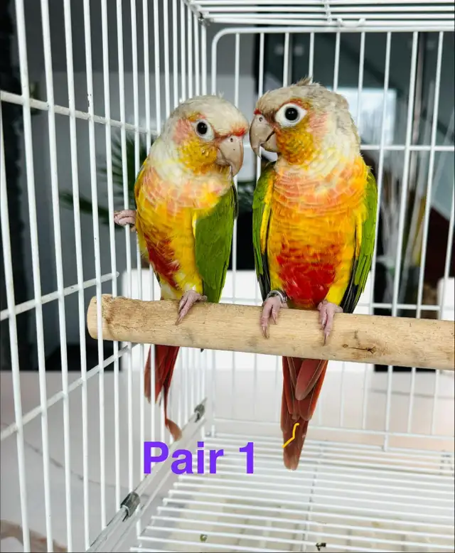 downsizing aviary  in Birds for Rehoming in Calgary - Image 2